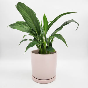 Spathiphyllum Peace Lily - 150mm Ceramic Pot - Light Pink - Sydney Only