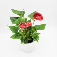 Load image into Gallery viewer, Anthurium Flamingo Flower - 120mm Ceramic Pot - Sydney Only
