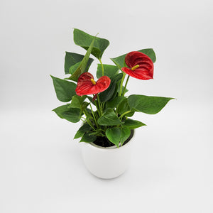 Anthurium Flamingo Flower - 120mm Ceramic Pot - Sydney Only