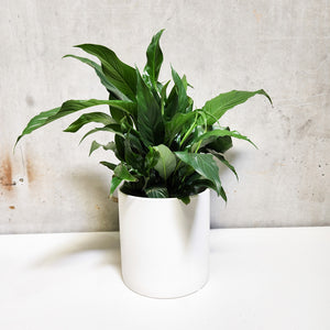 Spathiphyllum Peace Lily - 180mm Ceramic Pot - Sydney Only