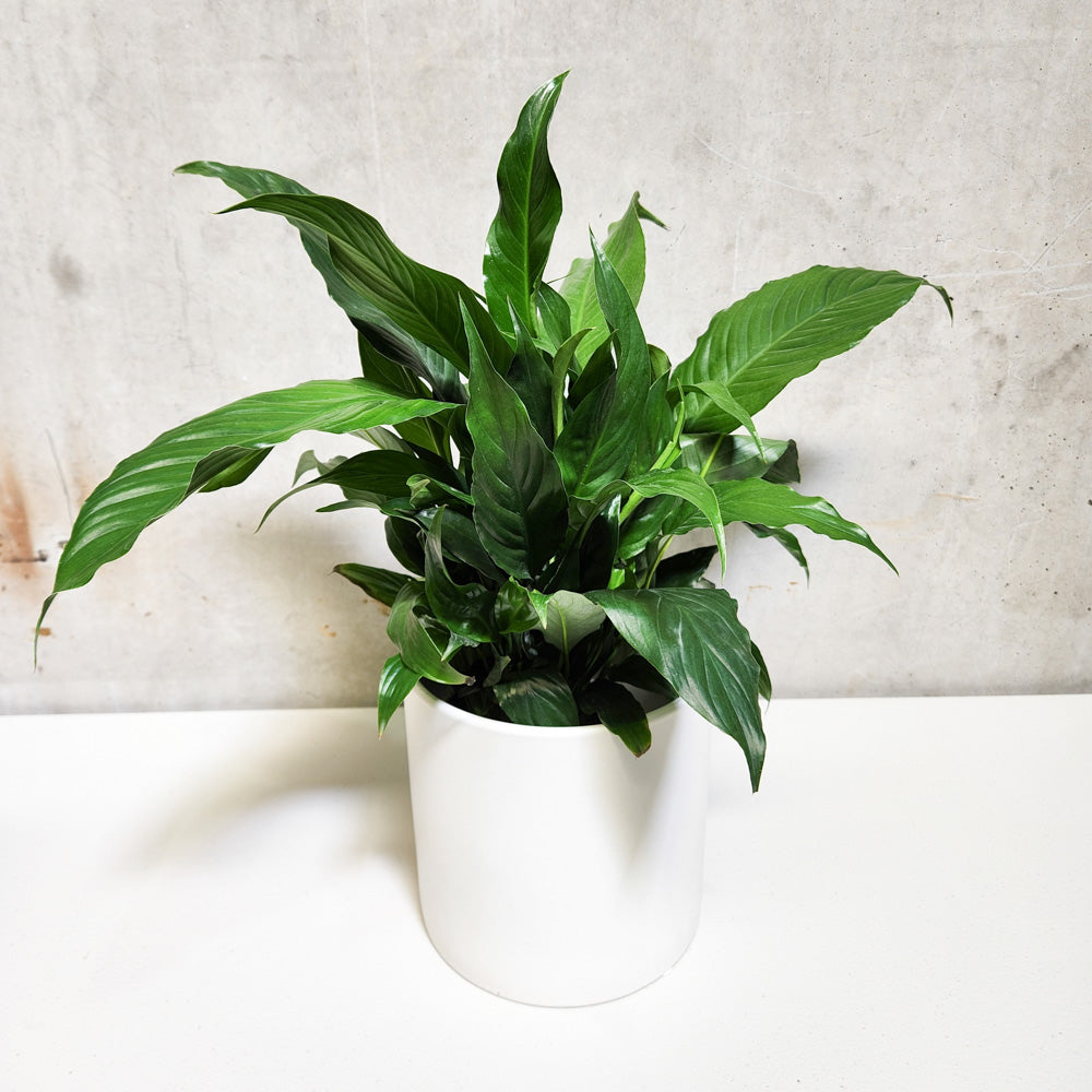 Peace Lily Spathiphyllum in 180mm Large Pot - Sympathy Plant ...