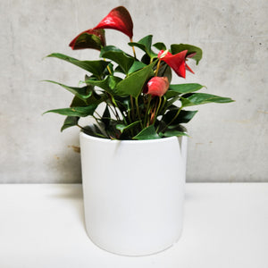 Anthurium Flamingo Flower - 210mm Ceramic Pot - Sydney Only