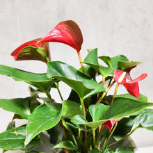 Load image into Gallery viewer, Anthurium Flamingo Flower - 210mm Ceramic Pot - Sydney Only
