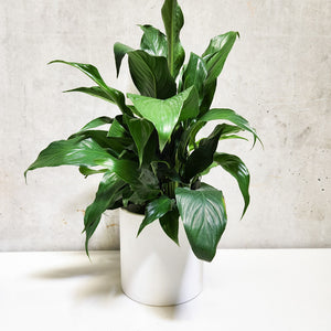 Spathiphyllum Peace Lily - 210mm Ceramic Pot - Sydney Only