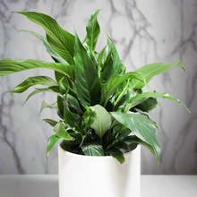 Load image into Gallery viewer, Spathiphyllum Peace Lily - 180mm Ceramic Pot - Sydney Only
