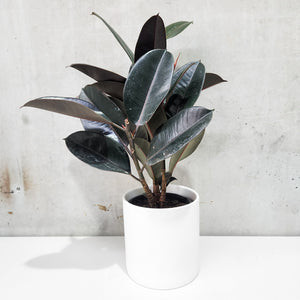 Ficus elastica Burgundy (Rubber Tree Plant) - 210mm White Ceramic Pot - Sydney Only