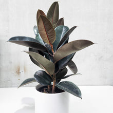 Load image into Gallery viewer, Ficus elastica Burgundy (Rubber Tree Plant) - 210mm White Ceramic Pot - Sydney Only
