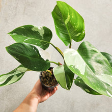 Load image into Gallery viewer, Philodendron White Wizard - 100mm
