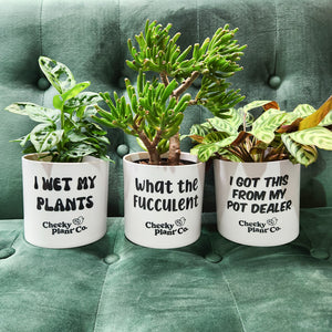 Trio Pack - Funny - Cheeky Plant Co. Pots - 12.5cmD x 12cmH