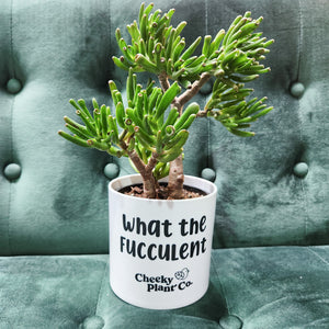 Wholesale - What the Fucculent - Cheeky Plant Co. Pot - 12.5cmD x 12cmH - Pack of 24