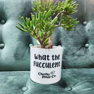 Wholesale - What the Fucculent - Cheeky Plant Co. Pot - 12.5cmD x 12cmH - Pack of 24