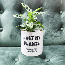 Load image into Gallery viewer, Wholesale - I Wet My Plants - Cheeky Plant Co. Pot - 12.5cmD x 12cmH - Pack of 24
