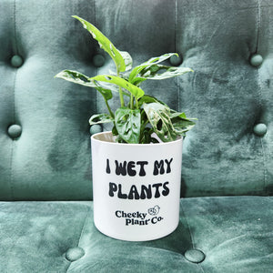 Wholesale - I Wet My Plants - Cheeky Plant Co. Pot - 12.5cmD x 12cmH - Pack of 24