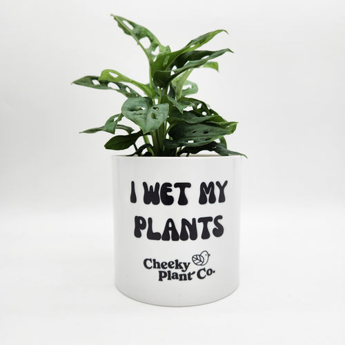Wholesale - I Wet My Plants - Cheeky Plant Co. Pot - 12.5cmD x 12cmH - Pack of 24