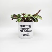 Load image into Gallery viewer, Wholesale - I Got This From My Pot Dealer - Cheeky Plant Co. Pot - 12.5cmD x 12cmH - Pack of 24
