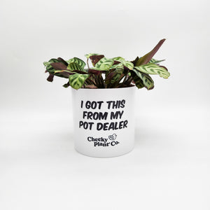 I Got This From My Pot Dealer - Cheeky Plant Co. Pot - 12.5cmD x 12cmH