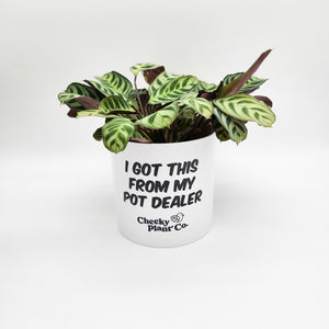 Wholesale - I Got This From My Pot Dealer - Cheeky Plant Co. Pot - 12.5cmD x 12cmH - Pack of 24