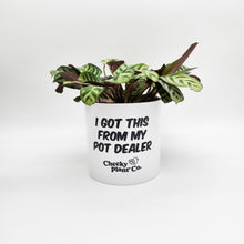 Load image into Gallery viewer, I Got This From My Pot Dealer - Cheeky Plant Co. Pot - 12.5cmD x 12cmH

