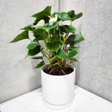 Load image into Gallery viewer, Anthurium Flamingo Flower - White - 210mm Ceramic Pot - Sydney Only
