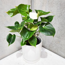Load image into Gallery viewer, Anthurium Flamingo Flower - White - 210mm Ceramic Pot - Sydney Only
