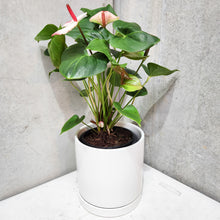 Load image into Gallery viewer, Anthurium Flamingo Flower - Pink White - 210mm Ceramic Pot - Sydney Only

