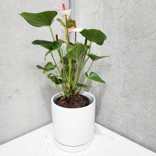 Load image into Gallery viewer, Anthurium Flamingo Flower - Pink White - 210mm Ceramic Pot - Sydney Only
