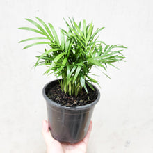 Load image into Gallery viewer, Chamaedorea elegans Parlour Palm - 100mm

