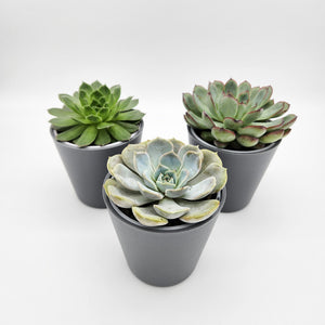 Assorted Potted Succulent Trio