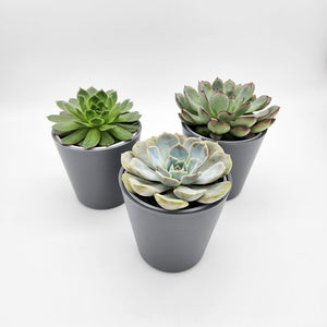 Assorted Potted Succulent Trio - Sydney Only