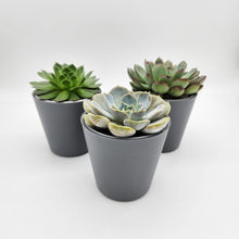 Load image into Gallery viewer, Assorted Potted Succulent Trio
