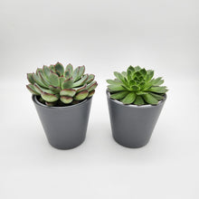 Load image into Gallery viewer, Assorted Potted Succulent Duo
