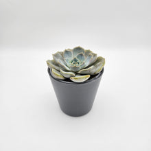 Load image into Gallery viewer, Assorted Potted Succulent Single
