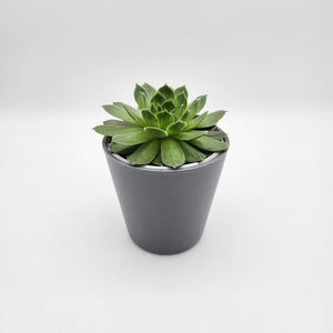 Assorted Potted Succulent Single