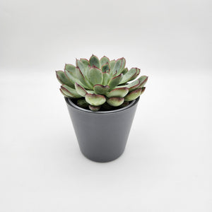 Assorted Potted Succulent Single