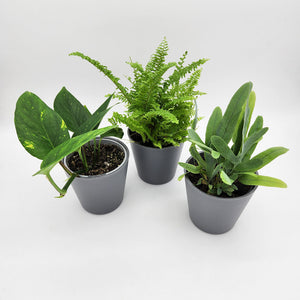 Assorted Potted Houseplant Trio - Sydney Only