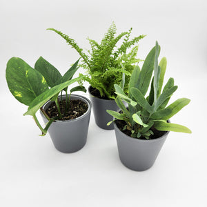 Assorted Potted Houseplant Trio