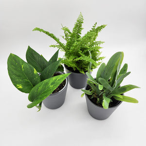 Assorted Potted Houseplant Trio