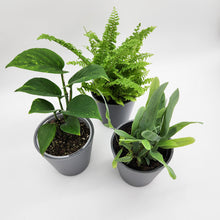 Load image into Gallery viewer, Assorted Potted Houseplant Trio
