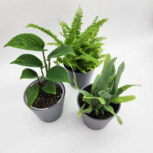 Assorted Potted Houseplant Trio - Sydney Only