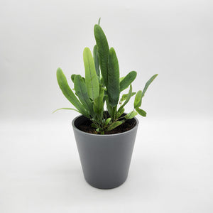 Assorted Potted Houseplant Single