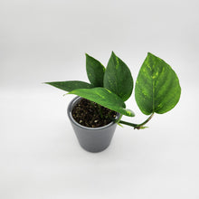 Load image into Gallery viewer, Assorted Potted Houseplant Single
