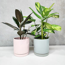 Load image into Gallery viewer, Office Plants - Assorted Duo - 180mm Sea Foam &amp; Light Pink Ceramic Pot - Sydney Only
