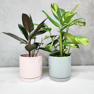 Office Plants - Assorted Duo - 180mm Sea Foam & Light Pink Ceramic Pot - Sydney Only