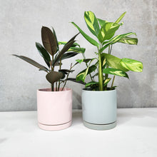 Load image into Gallery viewer, Office Plants - Assorted Duo - 180mm Sea Foam &amp; Light Pink Ceramic Pot - Sydney Only
