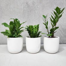 Load image into Gallery viewer, Office Plants - Assorted Trio - 120mm White Ceramic Pot - Sydney Only
