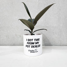 Load image into Gallery viewer, Assorted Indoor Plant in &#39;I Got This From My Pot Dealer&#39; Pot (12.5cmDx12cmH) - Sydney Only
