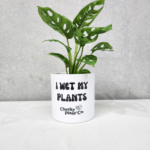 Assorted Indoor Plant in 'I Wet My Plants' Pot (12.5cmDx12cmH) - Sydney Only
