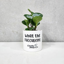 Load image into Gallery viewer, Assorted Indoor Plant in &#39;What the Fucculent&#39; Pot (12.5cmDx12cmH) - Sydney Only
