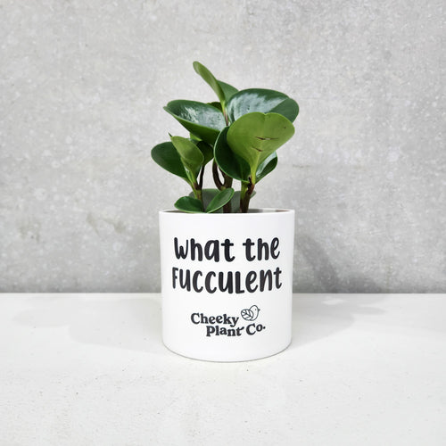 Assorted Indoor Plant in 'What the Fucculent' Pot (12.5cmDx12cmH) - Sydney Only