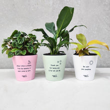 Load image into Gallery viewer, Trio Assorted Indoor Plants in Positive Pots (11cmDx11cmH) - Sydney Only
